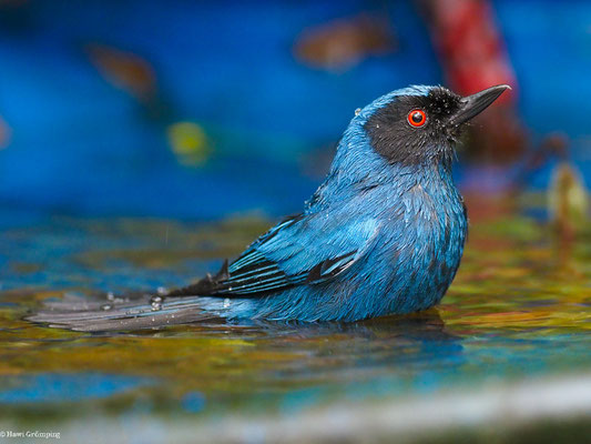 MASKENHAKENSCHNABEL, MASKED FLOWERPIERCER - DIGLOSSA CYANEA