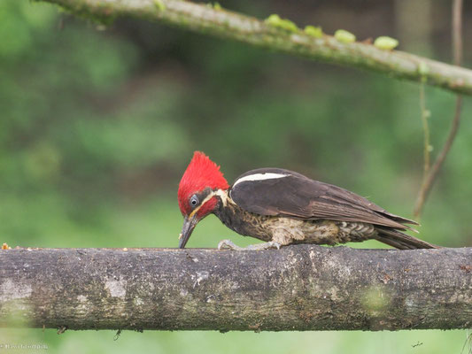 LINIENSPECHT, LINEATED WOODPECKER - DRYOCOPUS LINEATUS