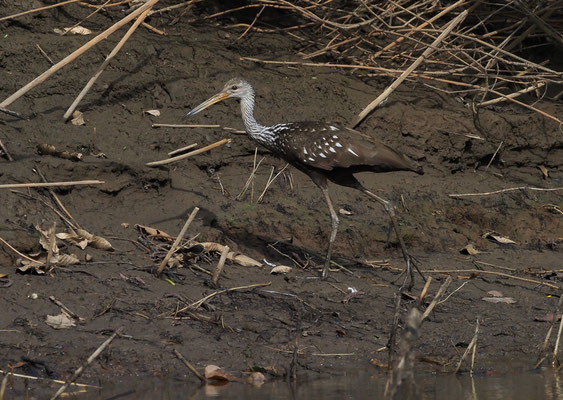 RALLENKRANICH, LIMPKIN, ARAMUS GUARAUNA