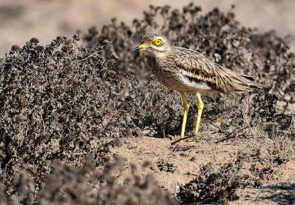 TRIEL, THICKKNEE, BURHINUS OEDICNEMUS