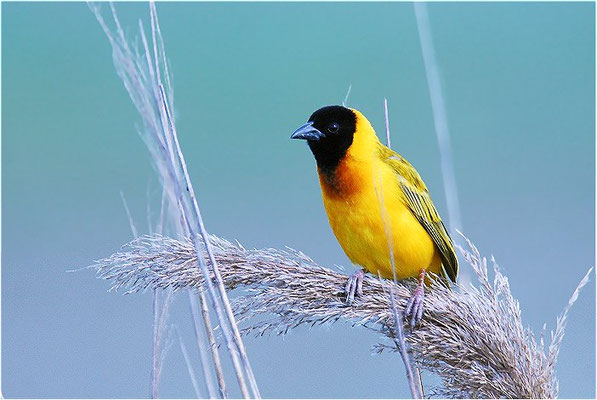 SCHWARZKOPFWEBER, BLACK-HEADED WEAVER, PLOCEUS MELANOCEPHALES