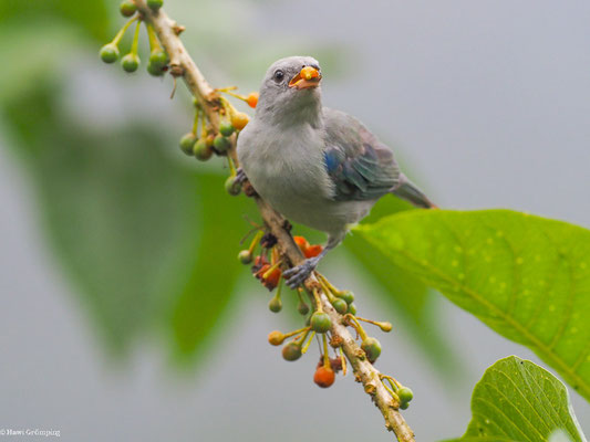 PALMTANGARE, PALM TANAGER - THRAUPIS PALMARUM