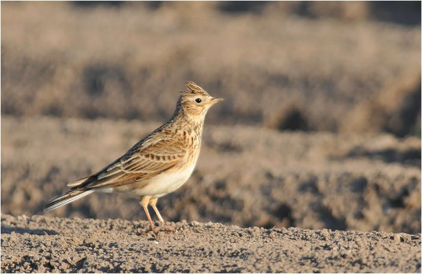 FELDLERCHE, SKYLARK, ALAUDA ARVENSIS