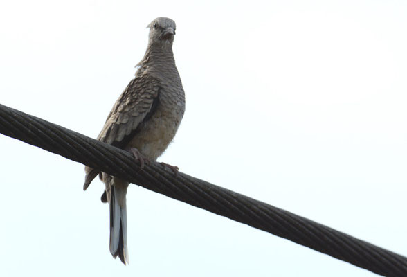 INKATÄUBCHEN, INCA DOVE, COLUMBINA INCA