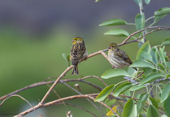 GIRLITZ, SERIN, SERINUS SERINUS
