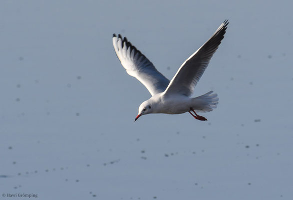 LACHMÖWE, BLACK-HEADED GULL, LARUS RIDIBUNDUS