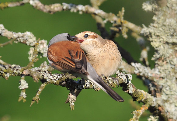 NEUNTÖTER, RED-BACKED SHRIKE, LANIUS COLLURIO