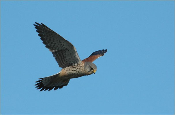 TURMFALKE, KESTREL, FALCO TINNUNCULUS