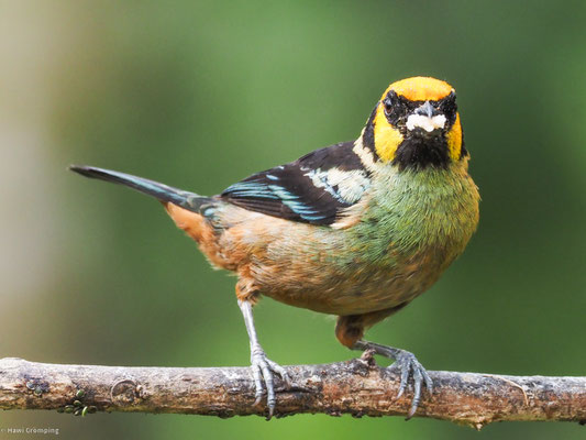 Rotstirntangare, Flame-faced Tanager - Tangara parzudakii