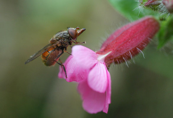 GEMEINE SCHNAUZENSCHWEBFLIEGE, RHINGIA CAMPESTRIS