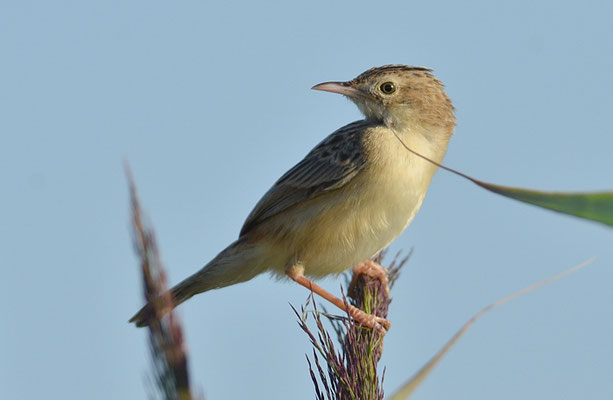 CISTENSÄNGER, ZITTING CISTICOLA, CISTICOLA JUNCIDIS