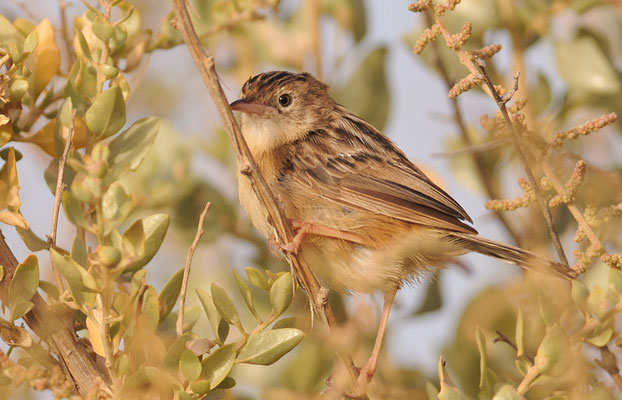 CISTENSÄNGER, ZITTING CISTICOLA, CISTICOLA JUNCIDIS