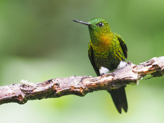 GOLDBRUST-HÖSCHENKOLIBRI, GOLDEN-BREASETD PUFFLEG - ERIOCNEMIS MOSQUERA
