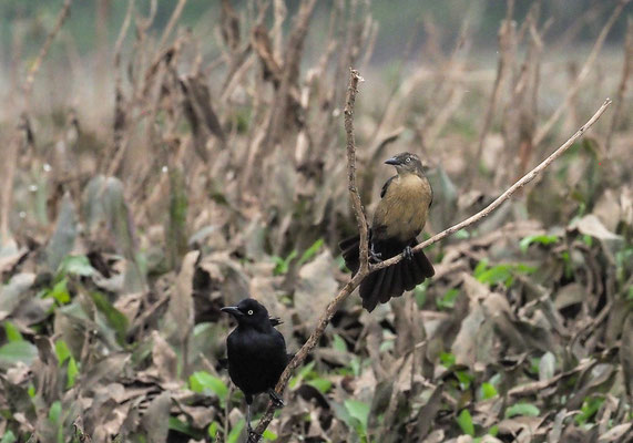 NICARAGUA-GRACKEL, NICARAGUAN GRACKLE, QUISCALUS NICARAGUENSIS