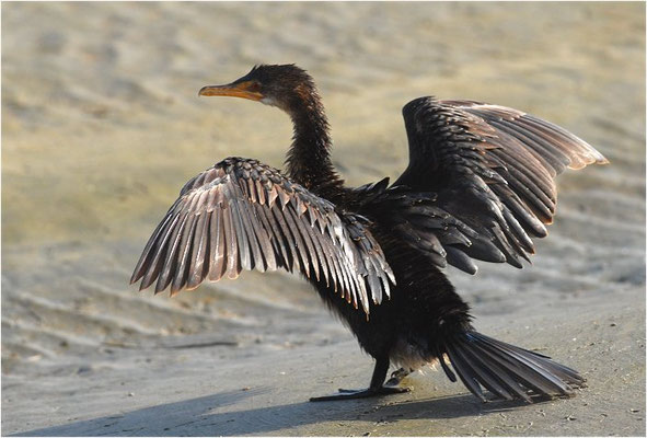 RIEDSCHARBE, LONG-TAILED-CORMORANT, PHALACROCORAX AFRICANUS