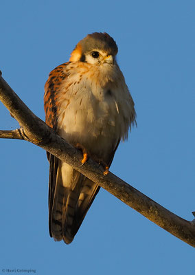 BUNTFALKE, AMERICAN KESTREL, FALCO SPARVERIUS
