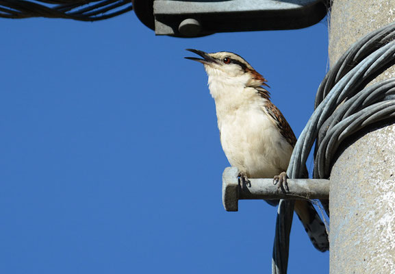 ROTNACKENZAUNKÖNIG, RUFOUS-NAPED WREN, CAMPYLORHYNCHUS RUFINUCHA