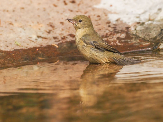 Rostbauch-Hakenschnabel, Rusty Flowerpiercer - Diglossa sittoides
