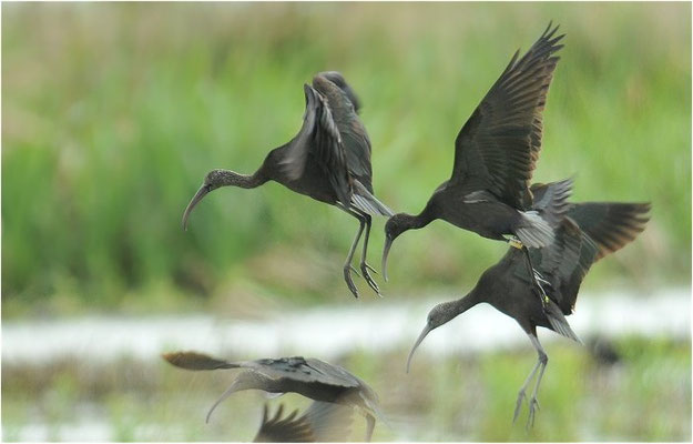 BRAUNER SICHLER, GLOSSY IBIS, PLEGADIS FALCINELLUS