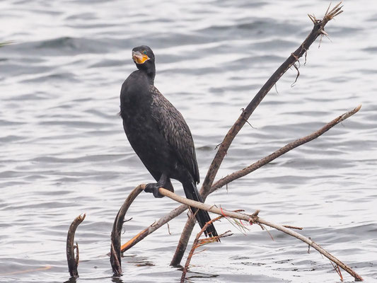 OLIVENSCHARBE, NEOTROPIC CORMORANT - PHALACROCORAX BRASILIANUS