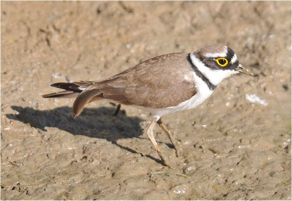 FLUSSREGENPFEIFER, LITTLE RINGED PLOVER, CHARADRIUS DUBIUS