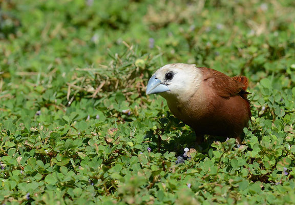 WEISSKOPFNONNE, WHITE-HEADED MUNIA, LONCHURA MAJA