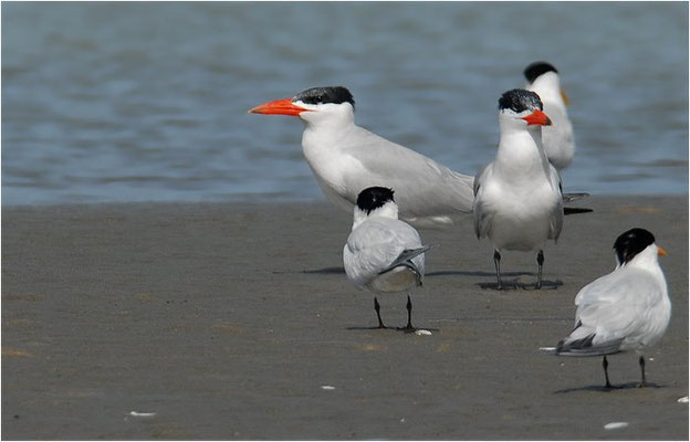 RAUBSEESCHWALBE, CASPIAN TERN, STERNA CASPIA