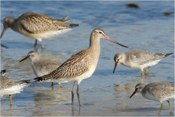 PFUHLSCHNEPFE, BAR-TAILED GODWIT, LIMOSA LAPPONICA
