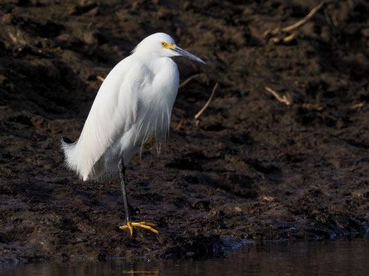 SCHMUCKREIHER, SNOWY EGRET, EGRETTA THULA