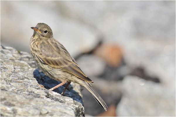 STRANDPIEPER, ROCK PIPIT,  ANTHUS PETROSUS