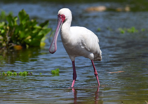 AFRIKANISCHER LÖFFLER, AFRICAN SPOONBILL, PLATALEA ALBA
