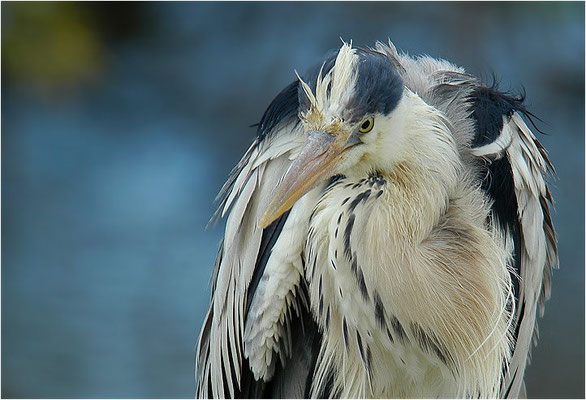GRAUREIHER, GREY HERON, ARDEA CINEREA