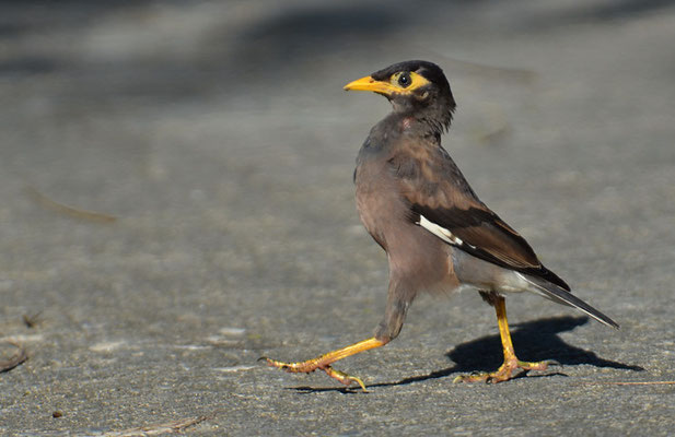 HIRTENMAINA, COMMON MYNA, ACRIDOTHERES TRISTIS