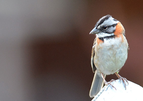 MORGENAMMER, RUFOUS-COLLARED SPARROW, ZONOTRICHIA CAPENSIS