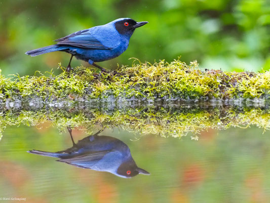 MASKENHAKENSCHNABEL, MASKED FLOWERPIERCER - DIGLOSSA CYANEA