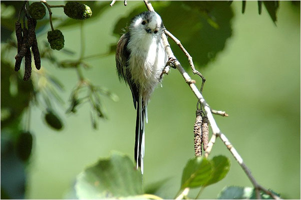 SCHWANZMEISE, LONG-TAILED TIT, AEGITHALOS CAUDATUS