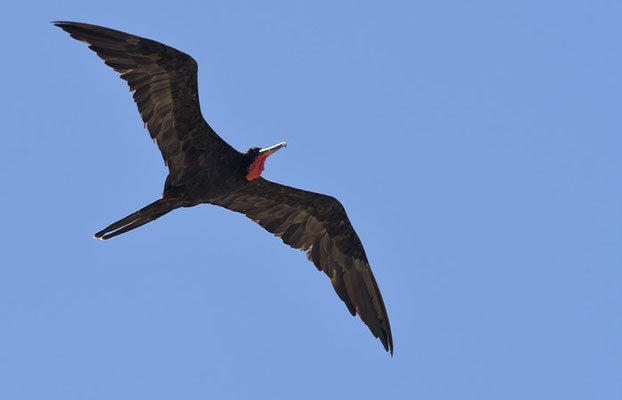 FREGATTVOGEL, MAGNIFICENT FRIGATEBIRD, FREGATA MAGNIFICENS