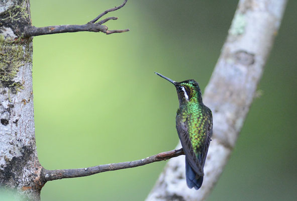 PURPURKEHLNYMPHE, PURPLE-THROATED MOUNTAIN-GEM, LAMPORNIS CALOLAEMUS