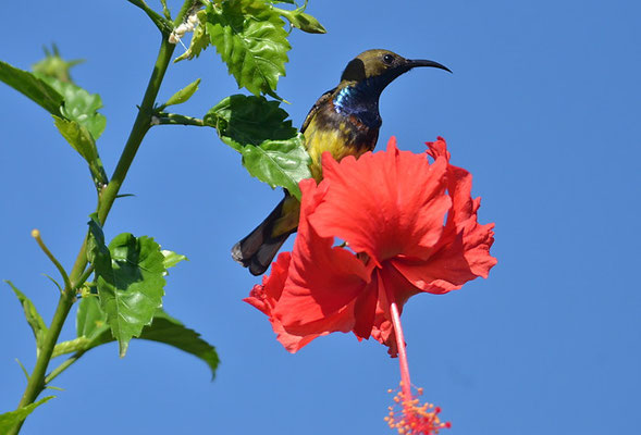 GRÜNRÜCKEN-NEKTARVOGEL, OLIVE-BACKED SUNBIRD, NECTARINIA JUGULARIS