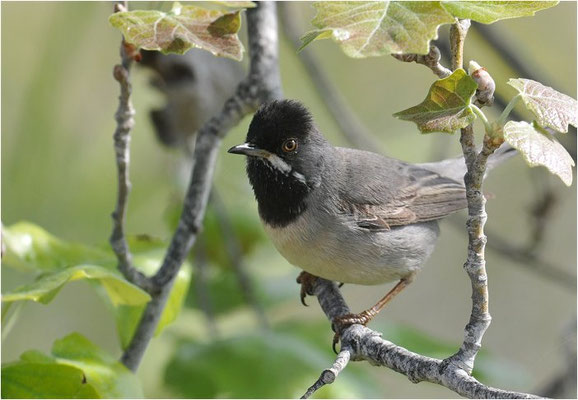 MASKENGRASMÜCKE, RÜPELL´S WARBLER, SYLVIA RUEPPELLI