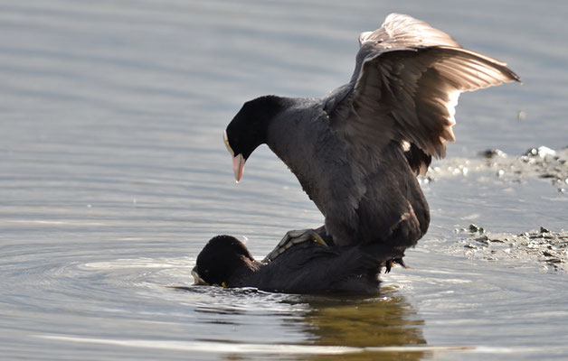 BLÄSSRALLE, EURASIAN COOT, FULICA ATRA 