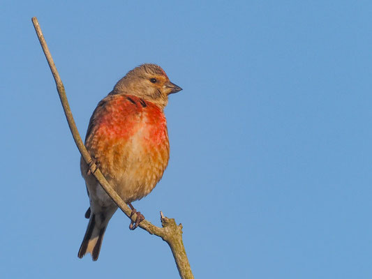 Besonders in den Dünen, aber auch in den Dörfern findet man den kleinen Finkenvogel noch häufig.