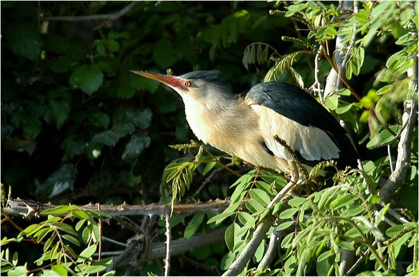 ZWERGDOMMEL, LITTLE BITTERN, IXOBRYCHUS MINUTUS