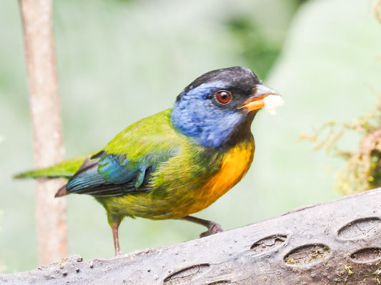 EDWARDSTANGARE, MOSS-BACKED TANAGER -  BANGSIA EDWARDSI
