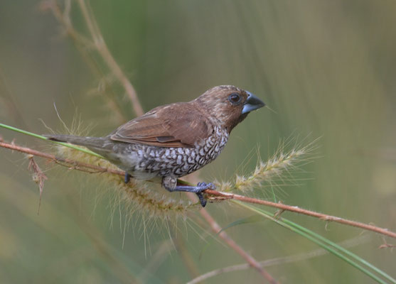 MUSKATFINK, SCALY-BREASTED MUNIA, LONCHURA PUNCTULATA 