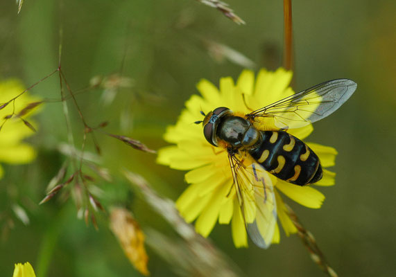 POSTHORN-WALDSCHWEBFLIEGE, DASYSYRPHUS FRIULIENSIS