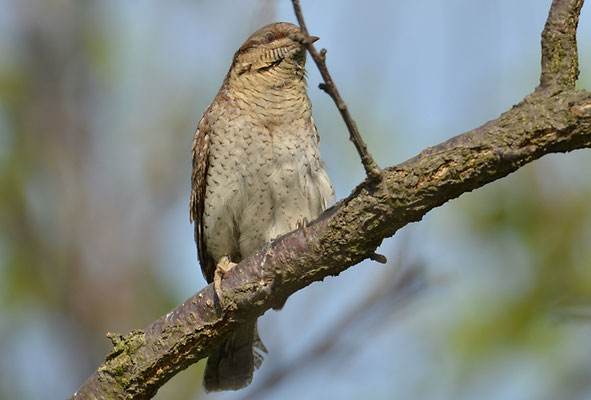 WENDEHALS, WRYNECK, JYNX TORQUILLA