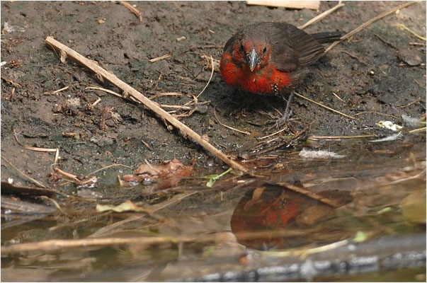 ROTBRUST- SAMENKNACKER, WESTERN BLUEBILL, SPERMOPHAGA HAEMATINA