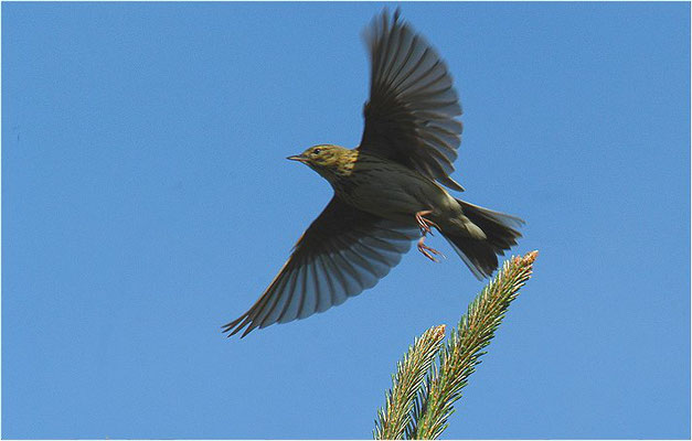 BAUMPIEPER, TREE PIPIT, ANTHUS TRIVIALIS