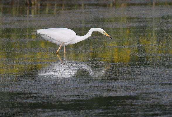 SILBERREIHER, GREAT EGRET, EGRETTA ALBA